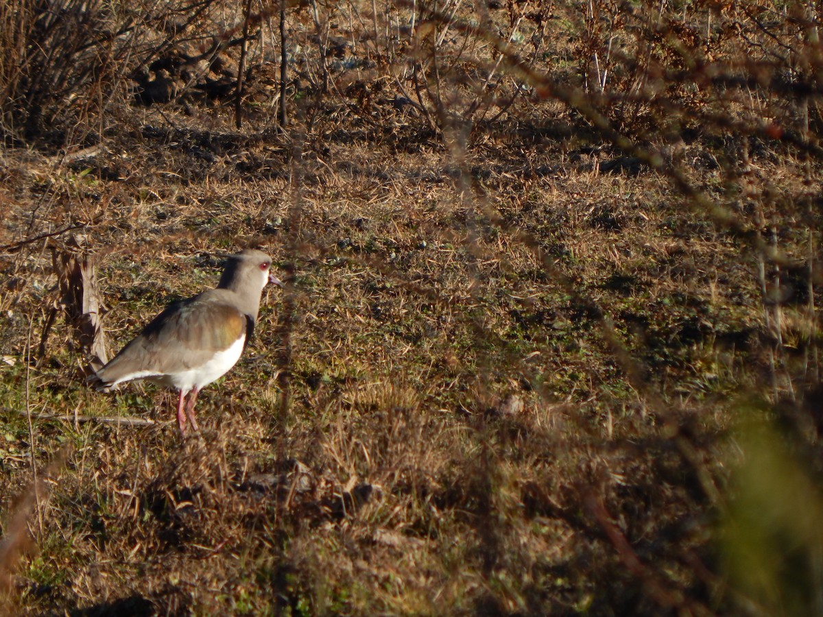Southern Lapwing - ML588888301