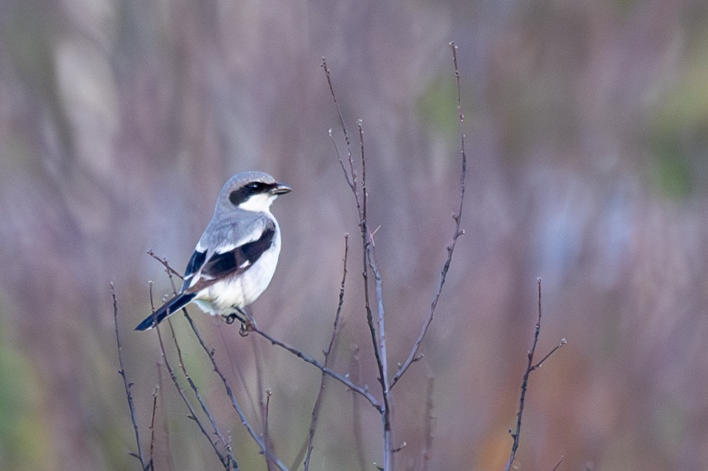 Loggerhead Shrike - Dan Gardoqui