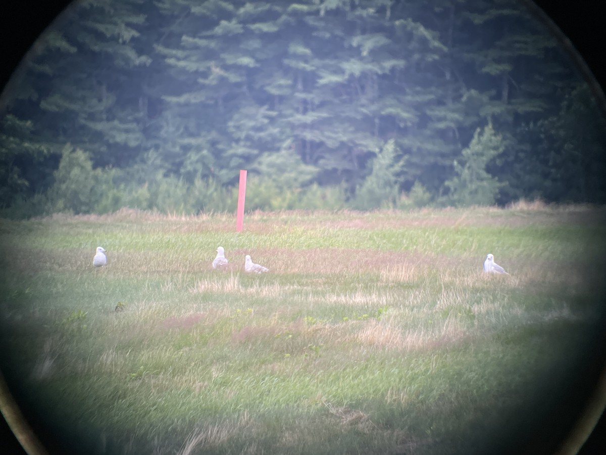 Ring-billed Gull - ML588891021