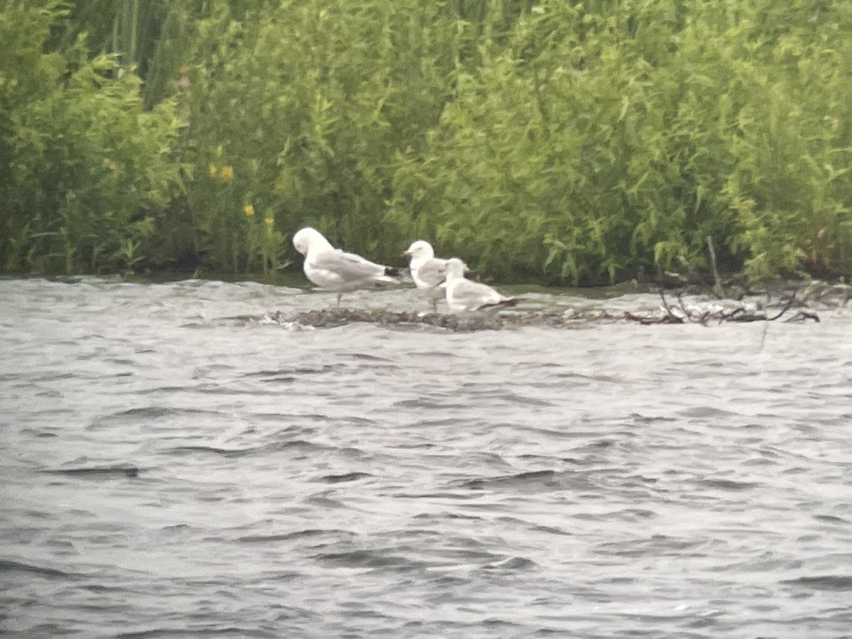 Ring-billed Gull - ML588891161