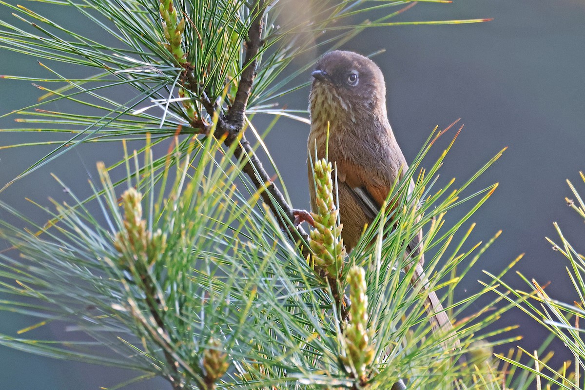 Taiwan Fulvetta - ML588892021