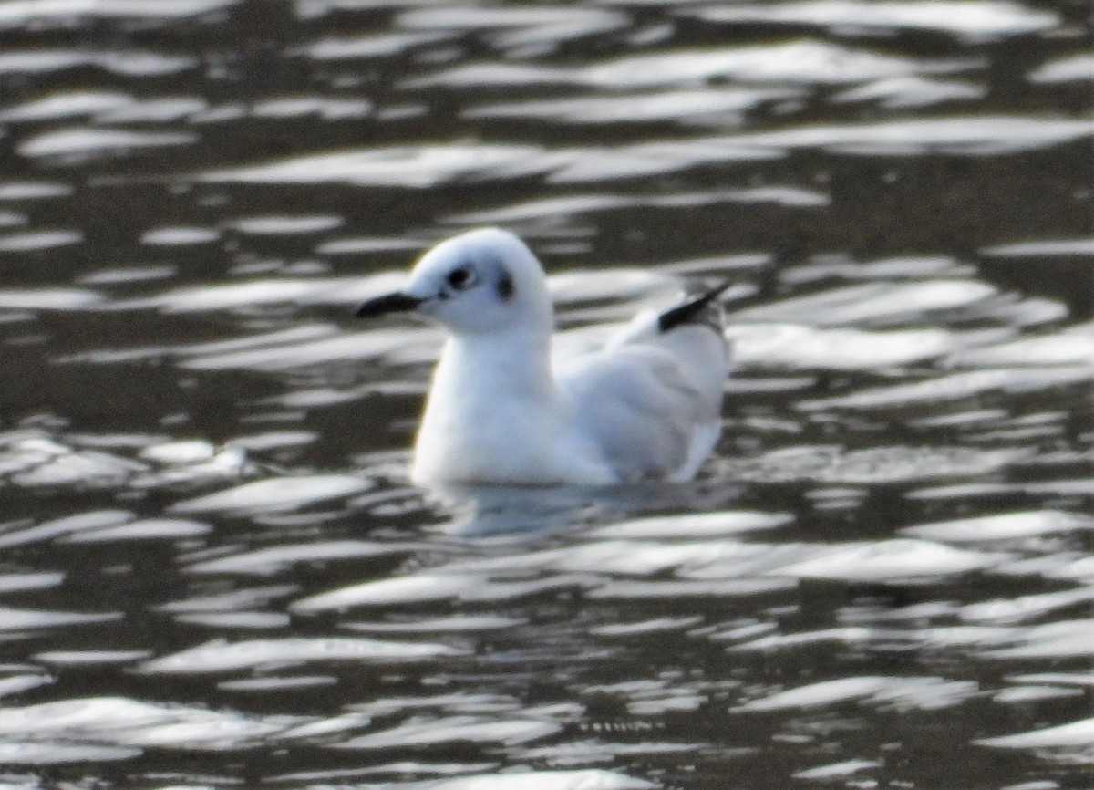 Andean Gull - ML588893051