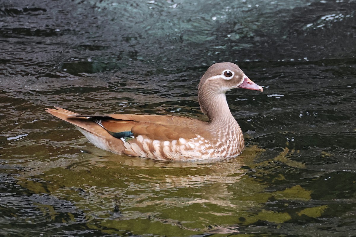 Mandarin Duck - Nathan Wall