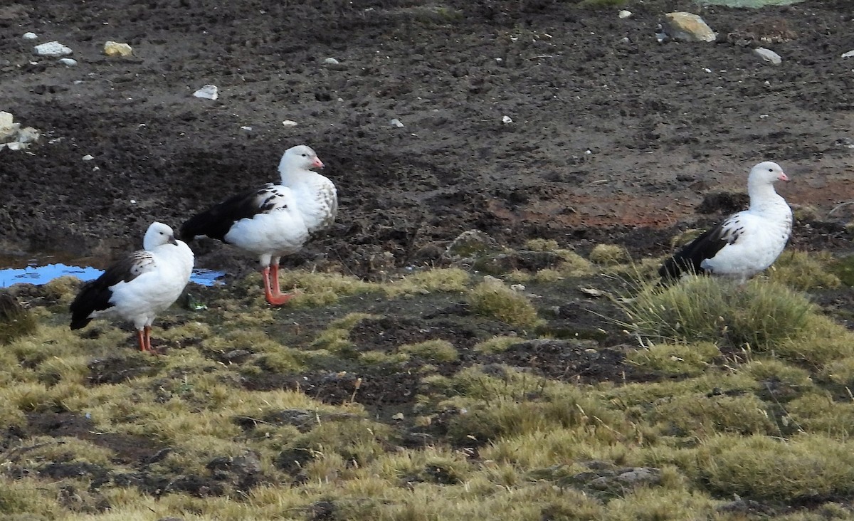 Andean Goose - ML588893451