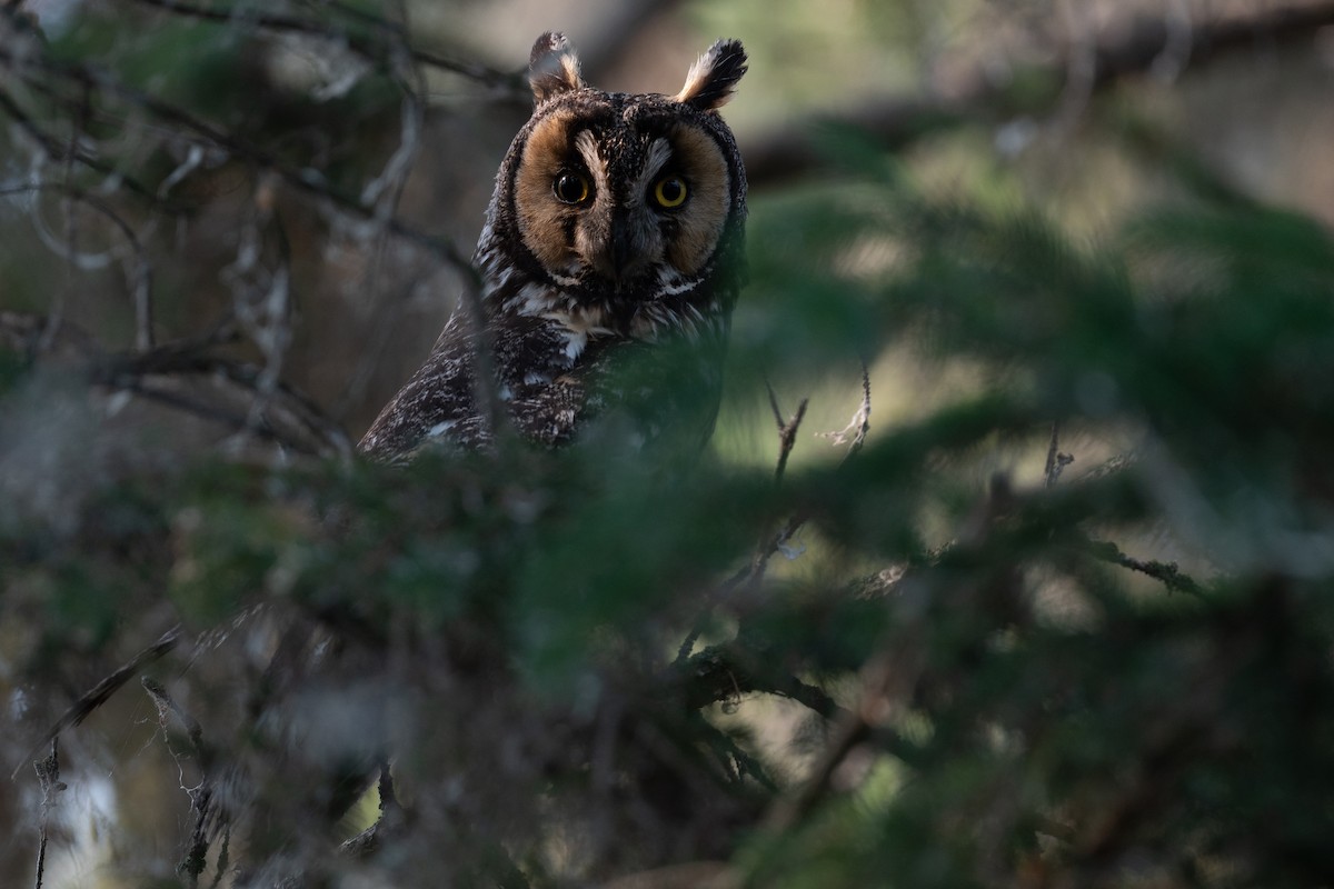 Long-eared Owl - ML588895281