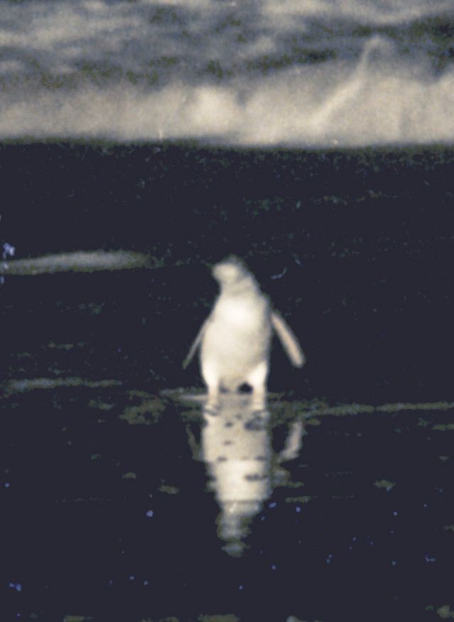 Малый пингвин - ML588895941