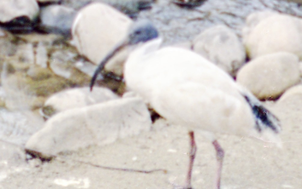 ibis australský - ML588896161