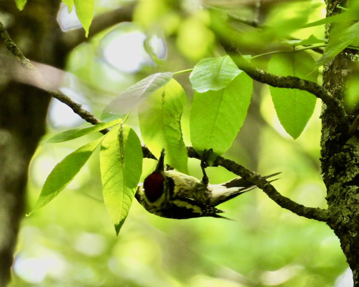 Yellow-bellied Sapsucker - ML588896181