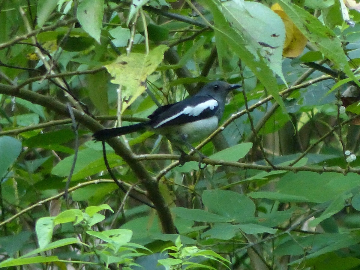 Philippine Magpie-Robin - ML588896201