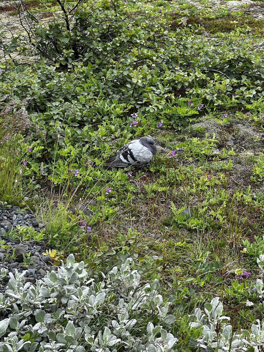 Rock Pigeon (Wild type) - ML588896291