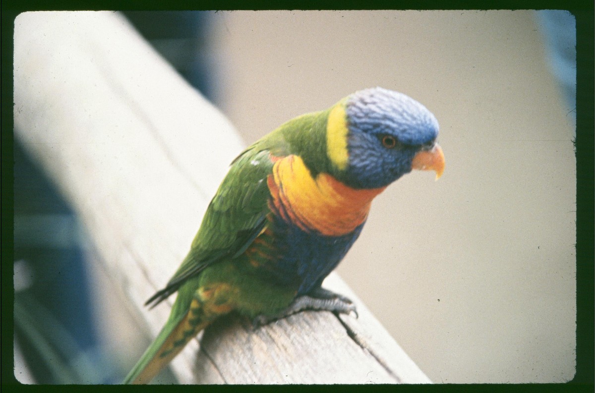 Rainbow Lorikeet - ML588896301