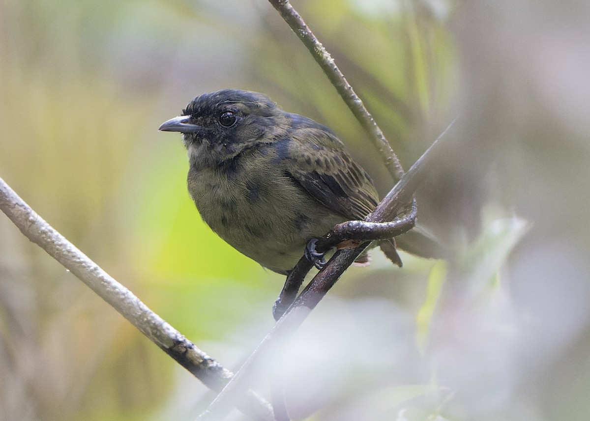 Black Manakin - ML588896321