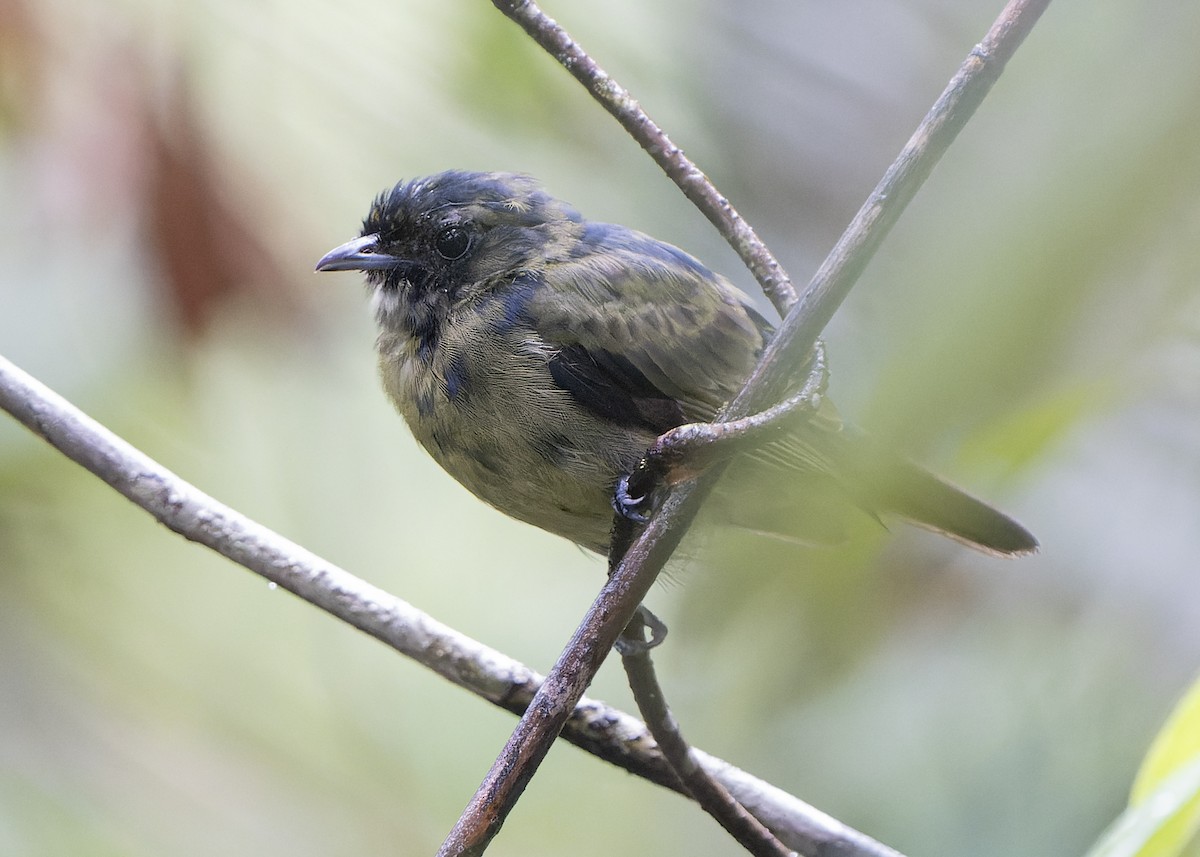 Black Manakin - ML588896341