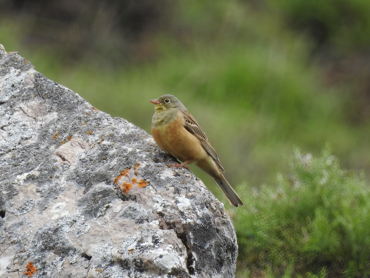 Ortolan Bunting - ML588897081