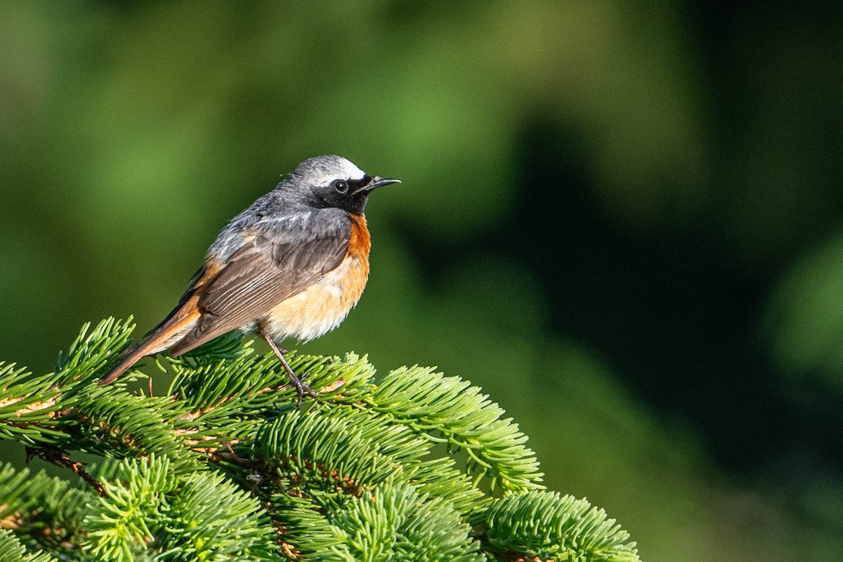 Common Redstart - ML588897181