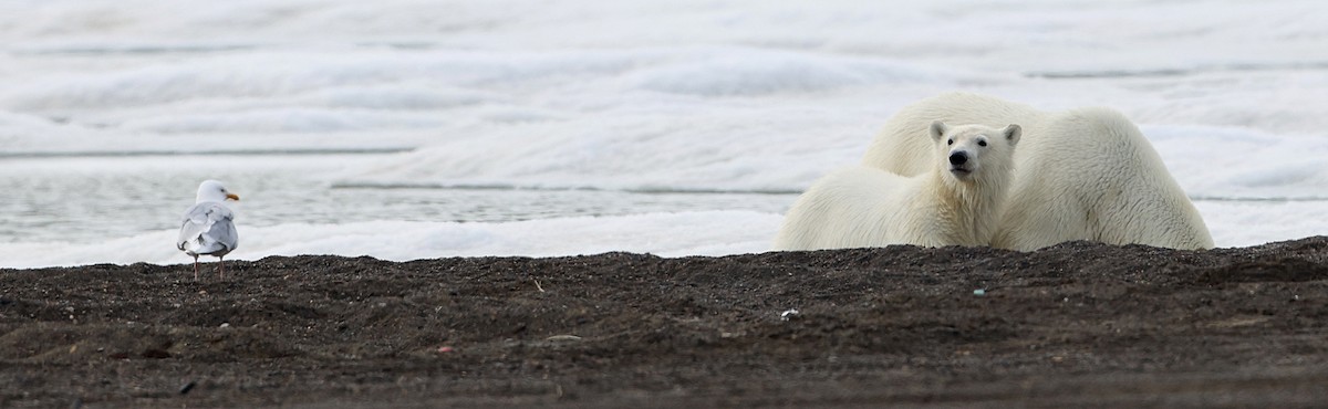 Glaucous Gull - ML588897401