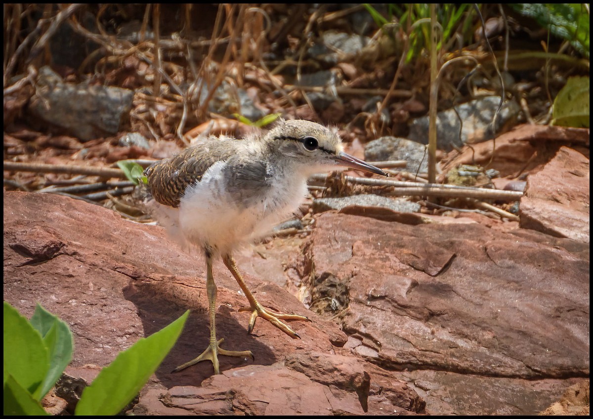 Spotted Sandpiper - Jim Emery