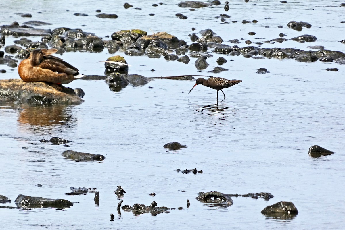 Spotted Redshank - Francisco Javier Calvo lesmes