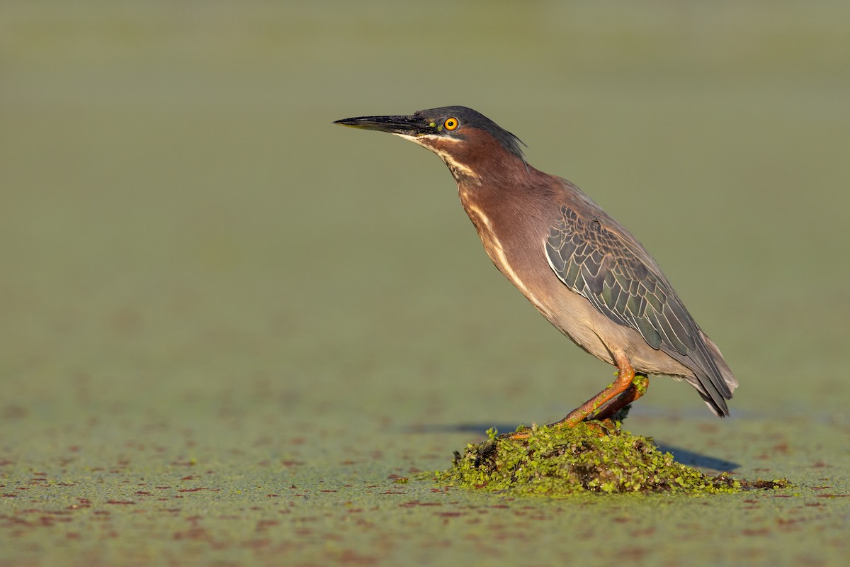 Green Heron - ML588898231