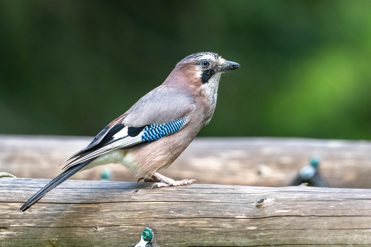 Eurasian Jay - ML588899391