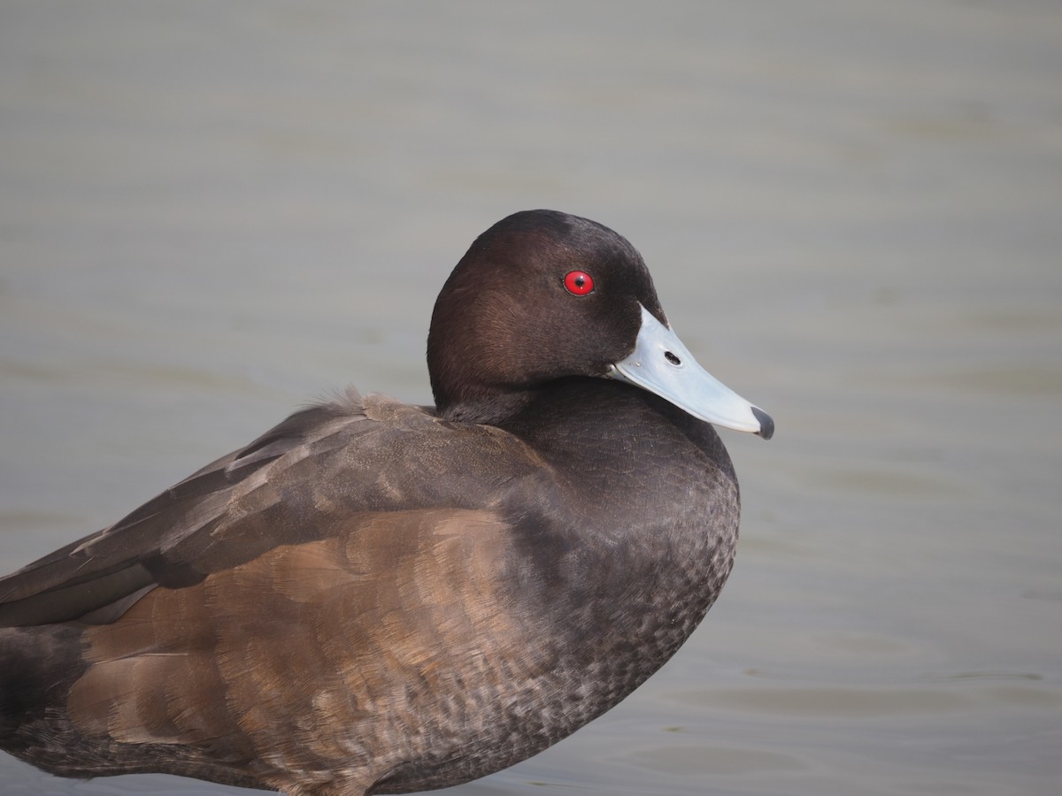 Southern Pochard - Adrian Hinkle