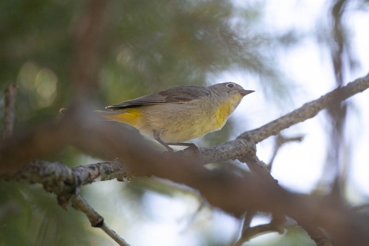 Virginia's Warbler - ML588900471