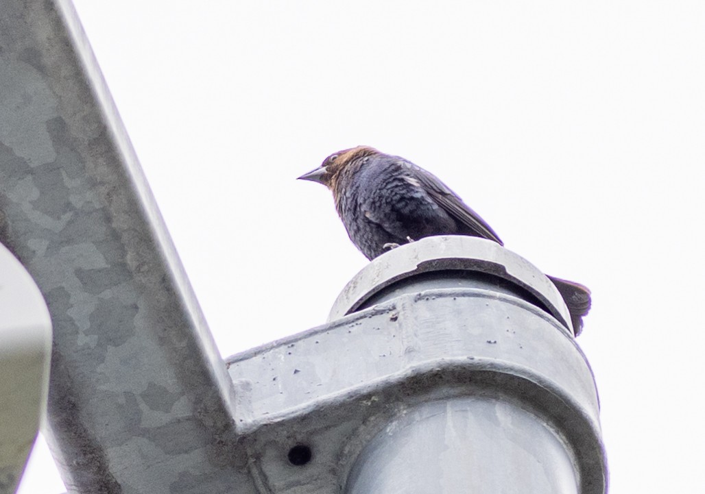 Brown-headed Cowbird - ML588900751