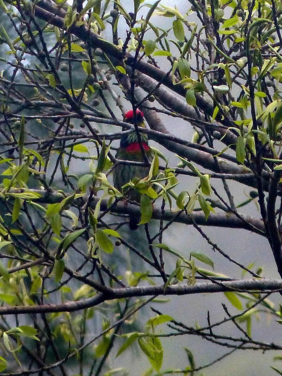 Coppersmith Barbet - ML588900801