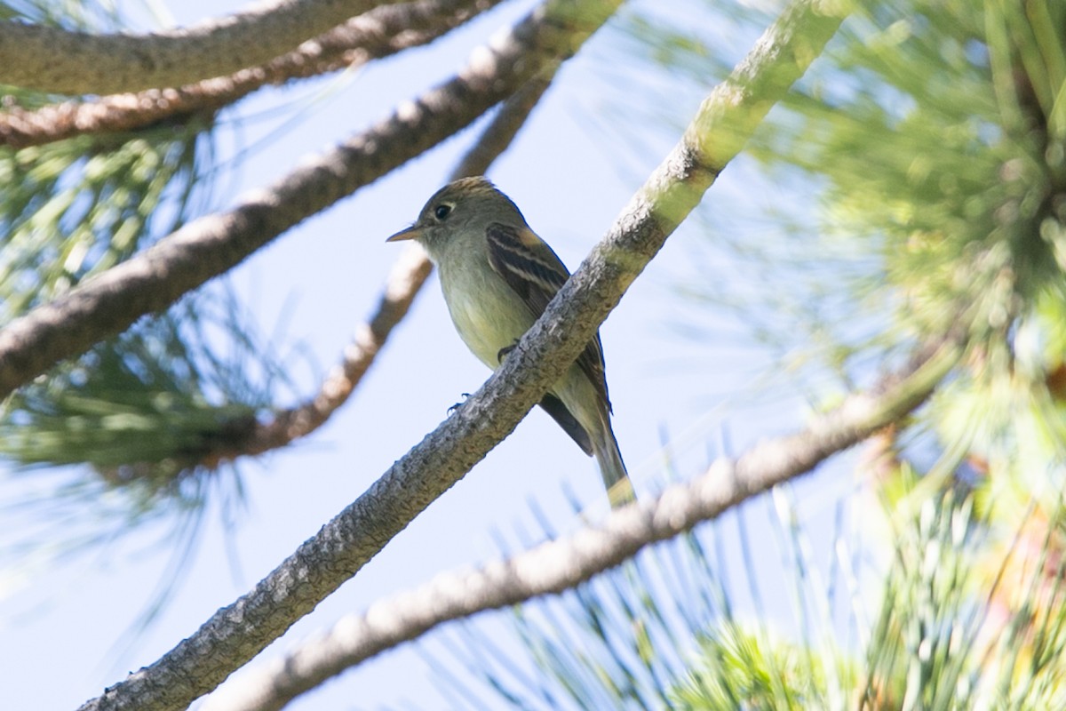 Western Flycatcher (Cordilleran) - ML588900921