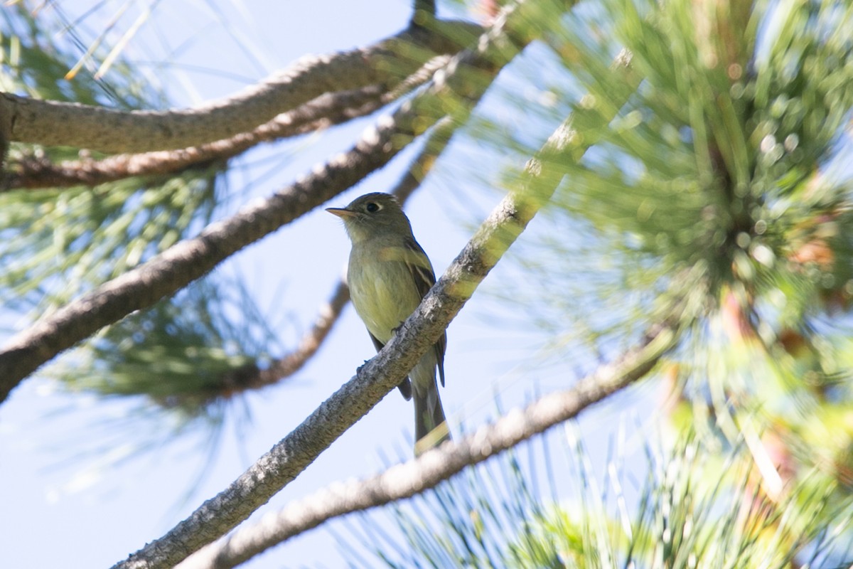 Western Flycatcher (Cordilleran) - ML588900931