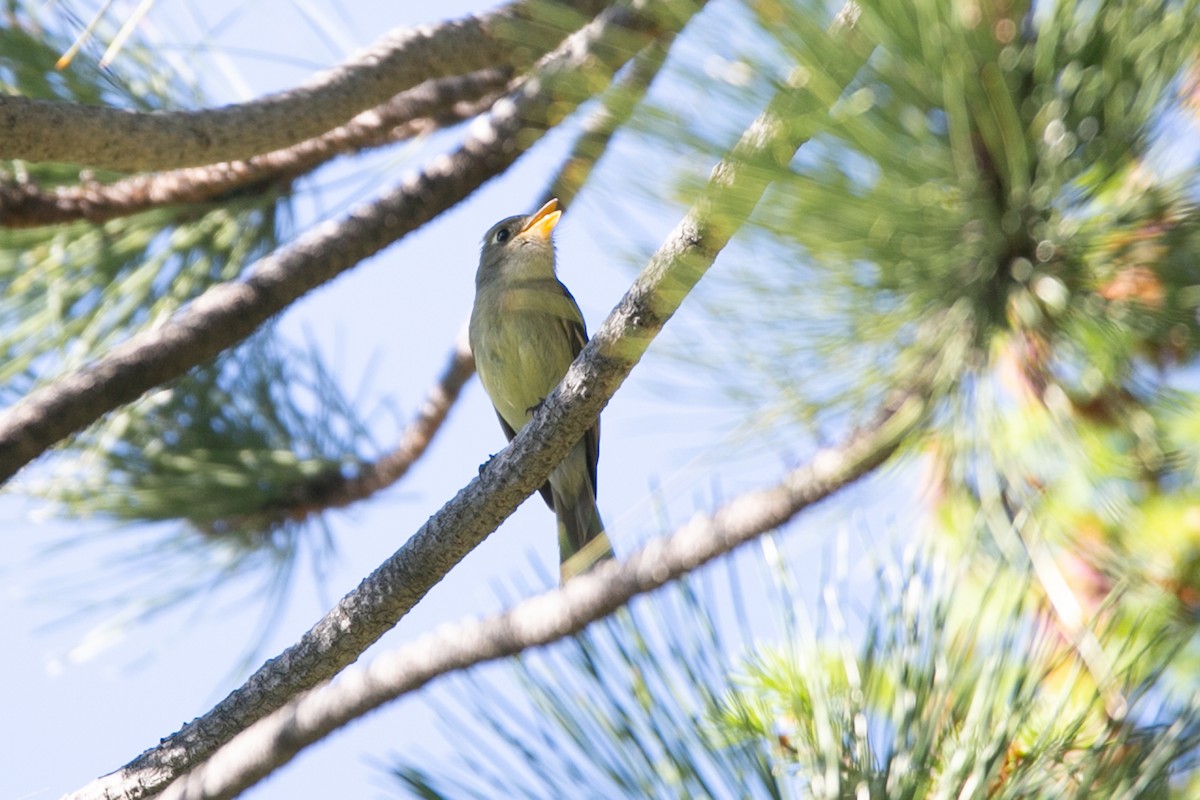 Western Flycatcher (Cordilleran) - ML588900941