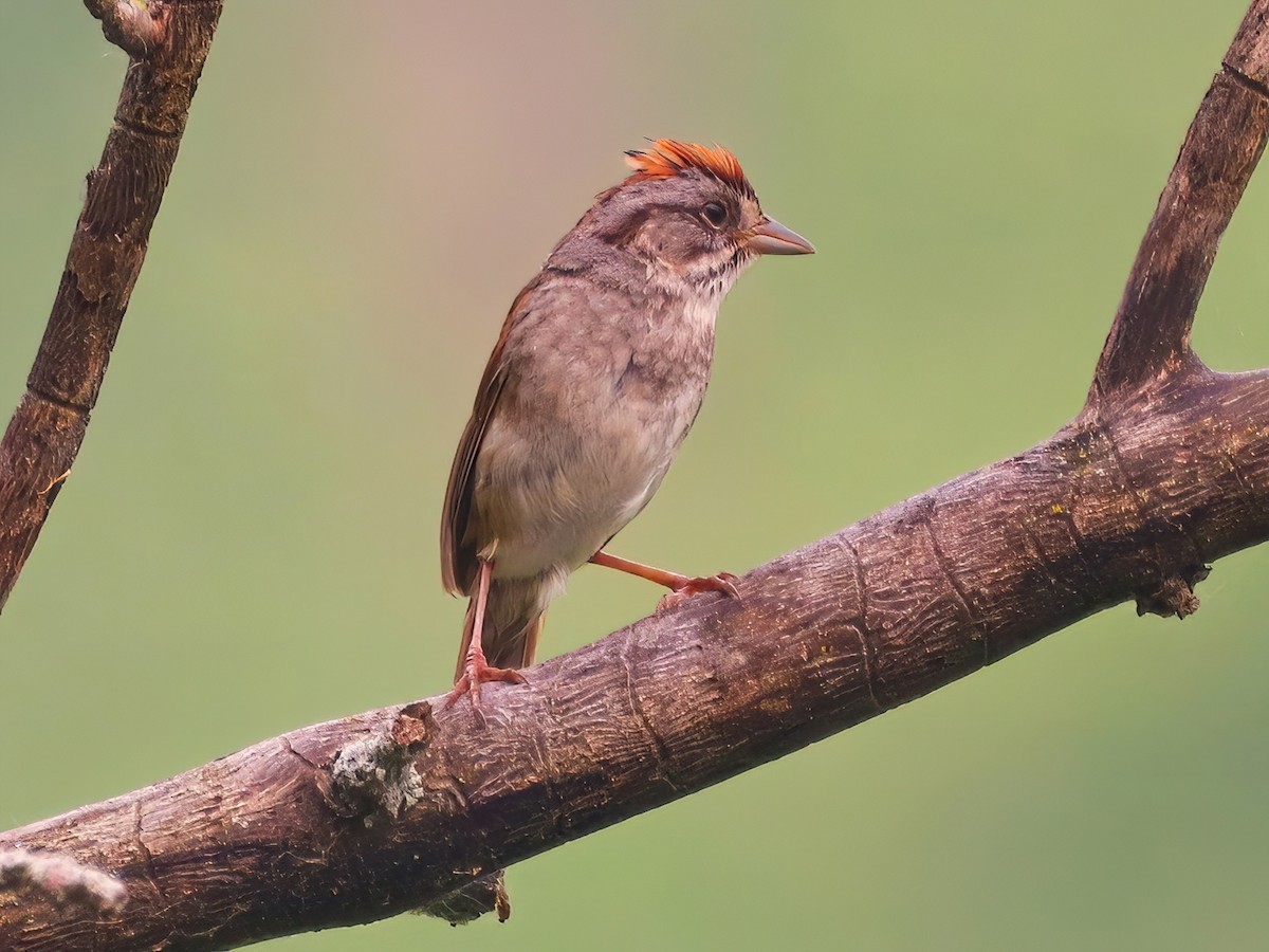 Swamp Sparrow - ML588900971