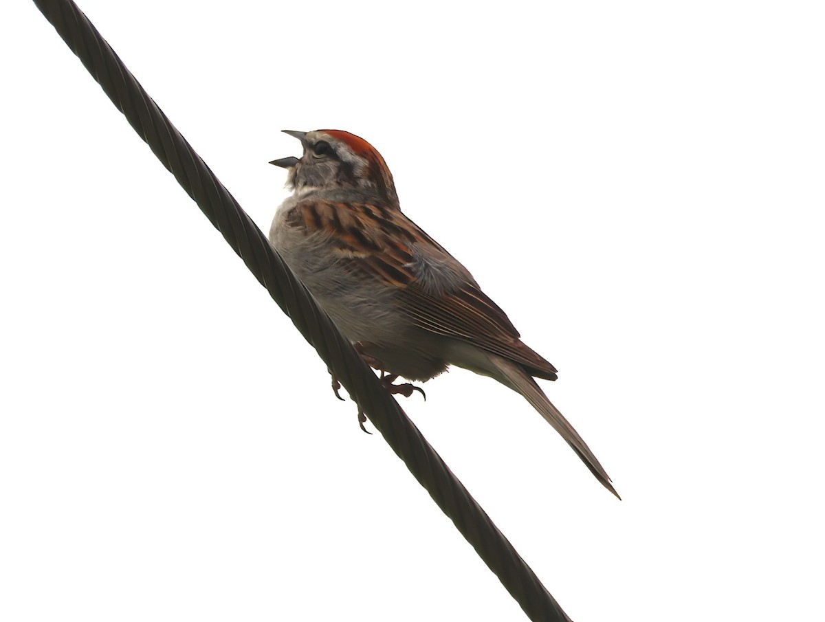 Chipping Sparrow - ML588901111