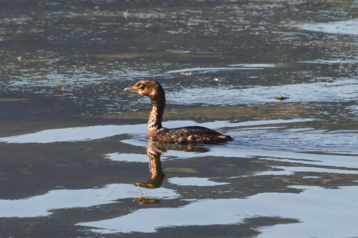 Pied-billed Grebe - ML588901161