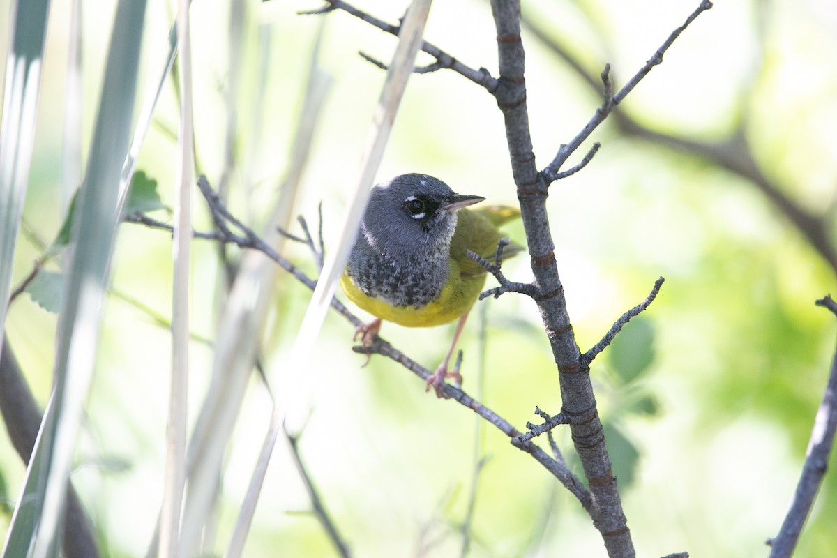 MacGillivray's Warbler - ML588901511