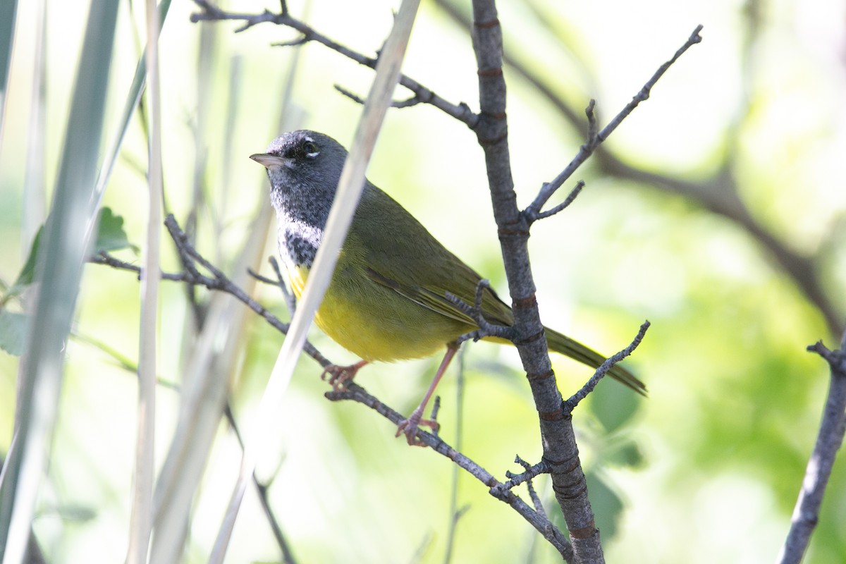 MacGillivray's Warbler - Scott Godshall