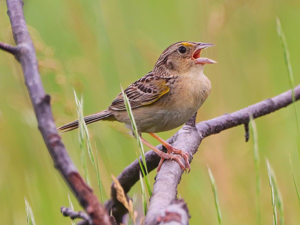 Grasshopper Sparrow - ML588901571