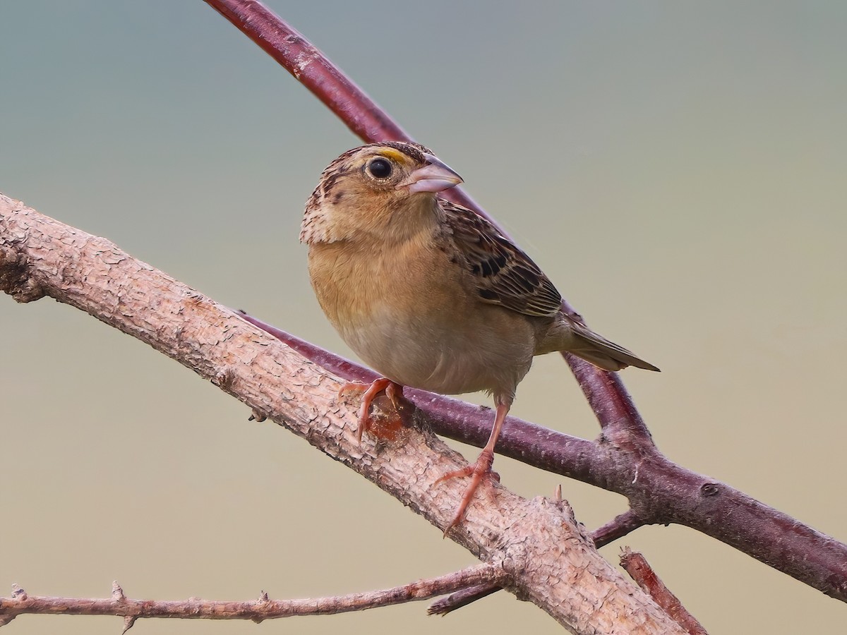 Grasshopper Sparrow - ML588901581