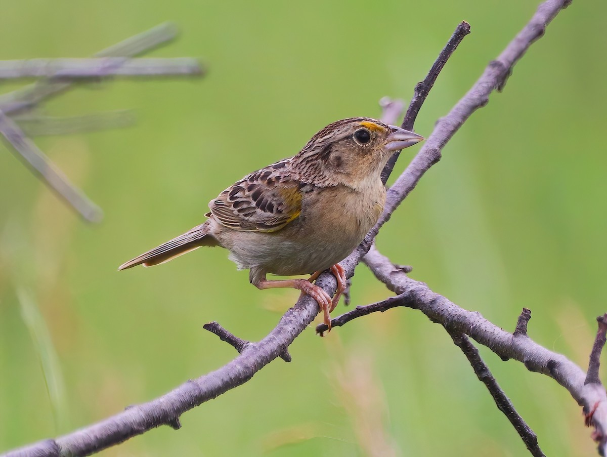 Grasshopper Sparrow - ML588901591