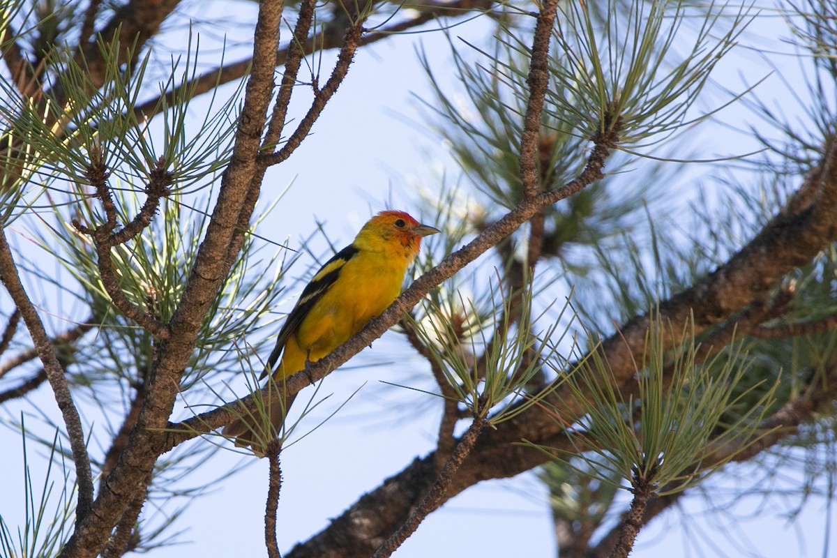 Western Tanager - ML588901711