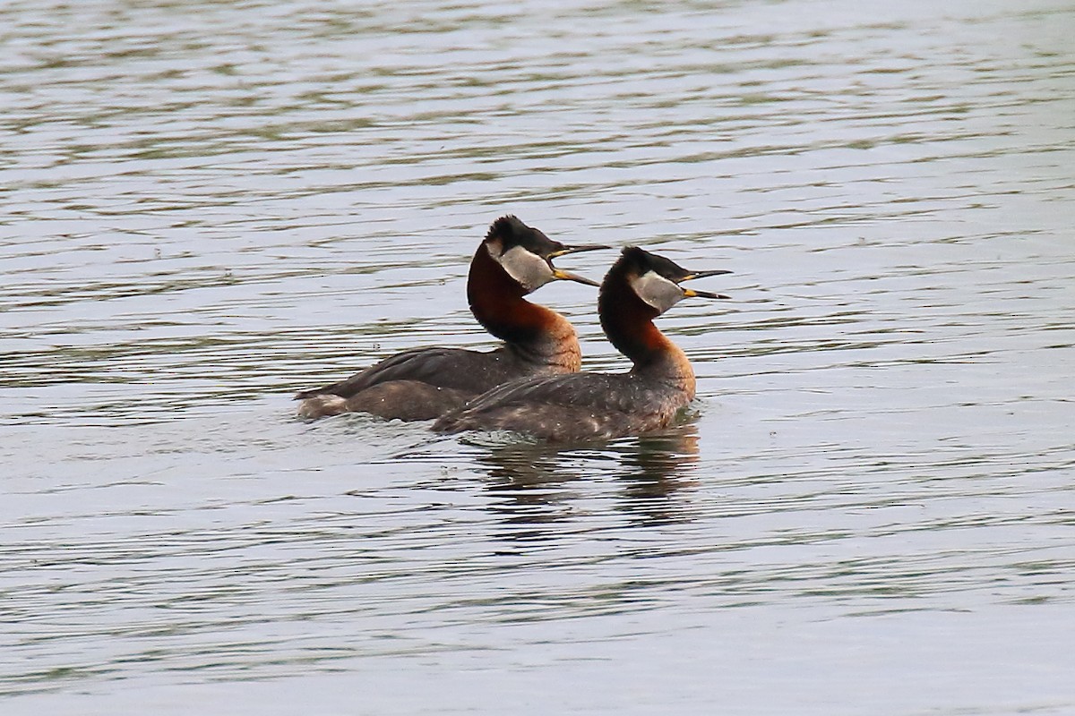 Red-necked Grebe - ML588902091