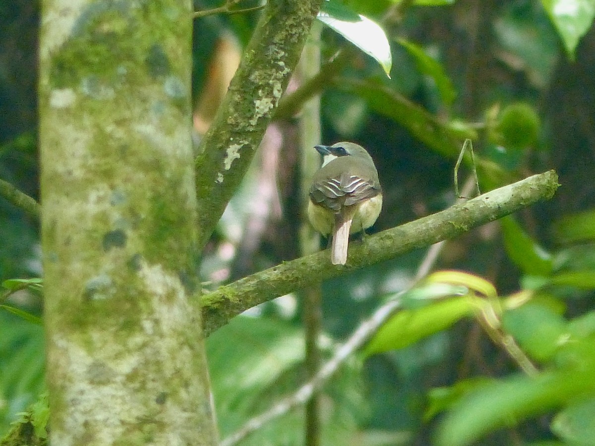 Brown Shrike (Philippine) - ML588902261