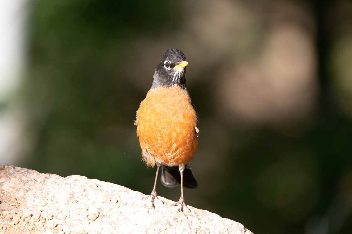 American Robin - ML588902451