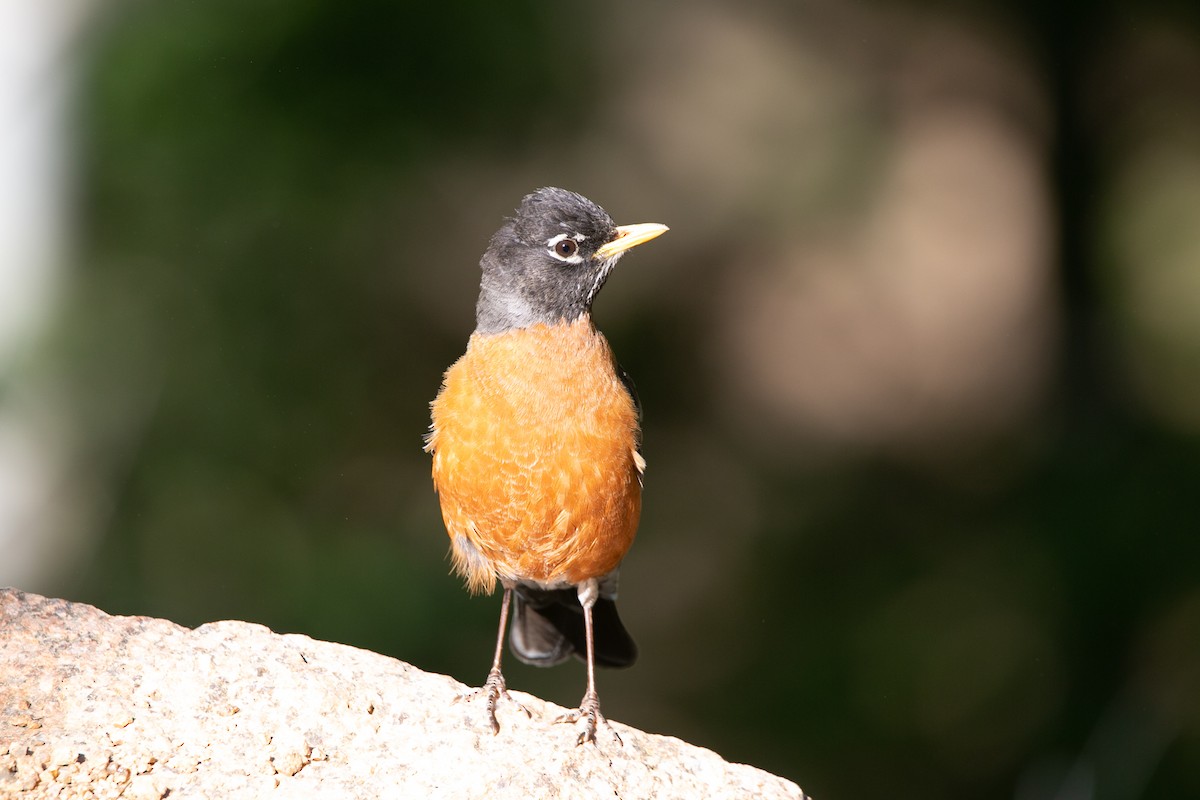 American Robin - ML588902461