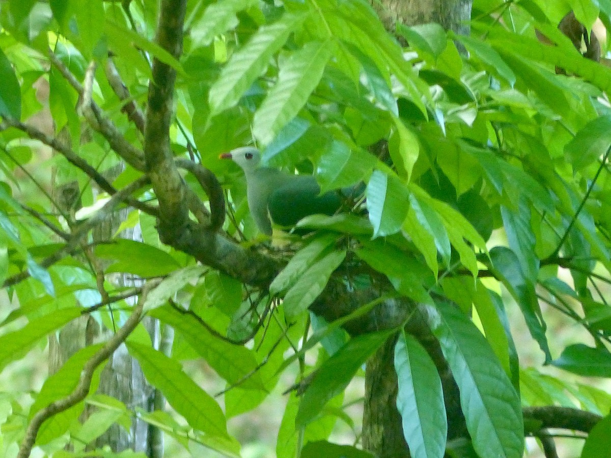 Cream-breasted Fruit-Dove - ML588903671