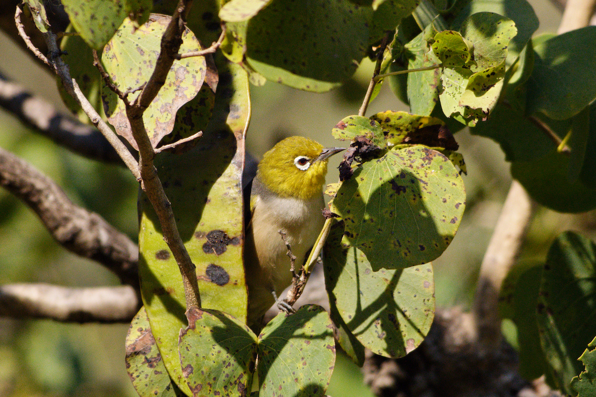 Graumantel-Brillenvogel - ML588903781