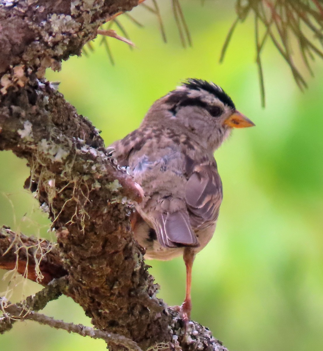 White-crowned Sparrow - ML588905231