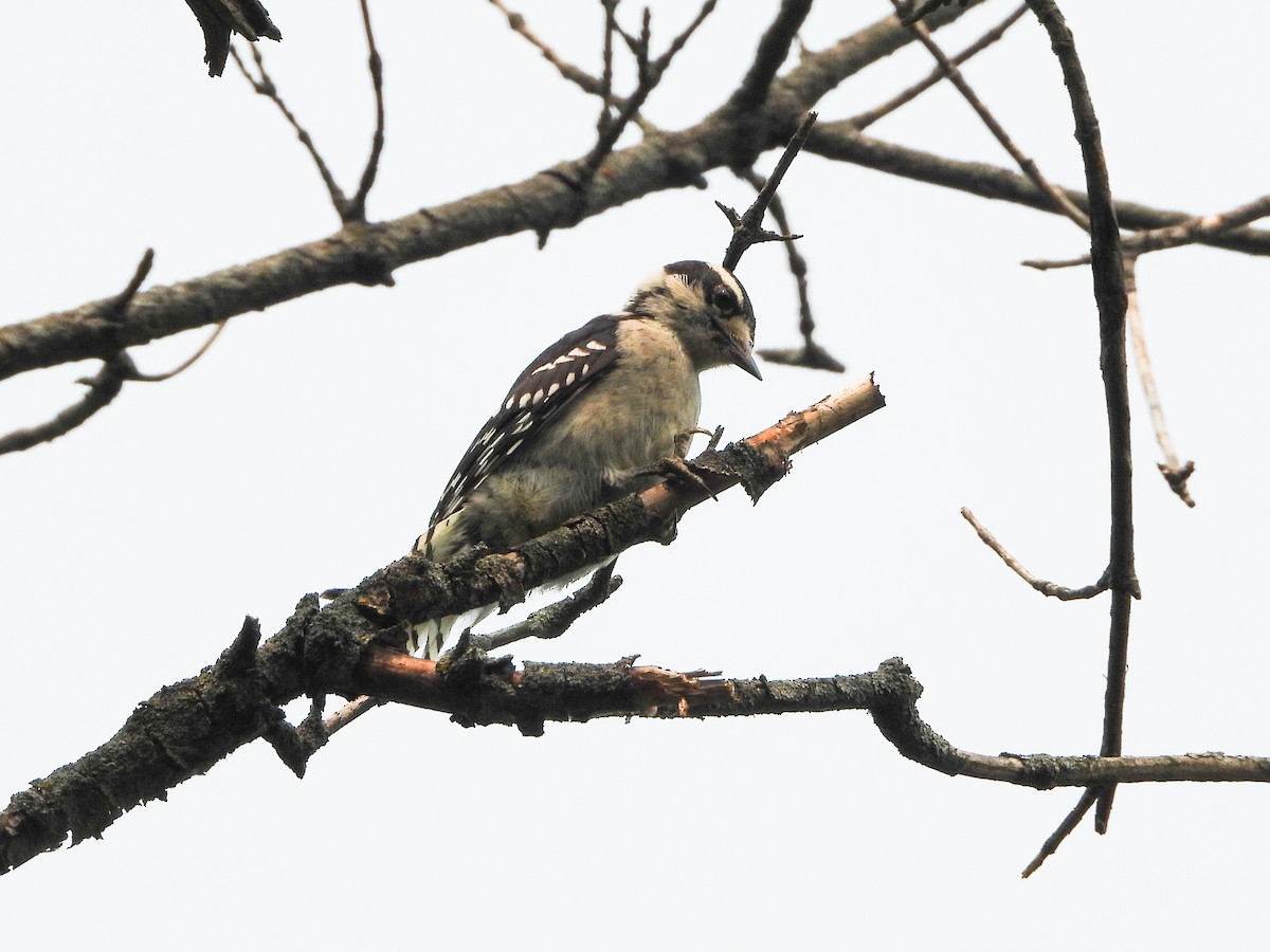 Downy Woodpecker - ML588905361