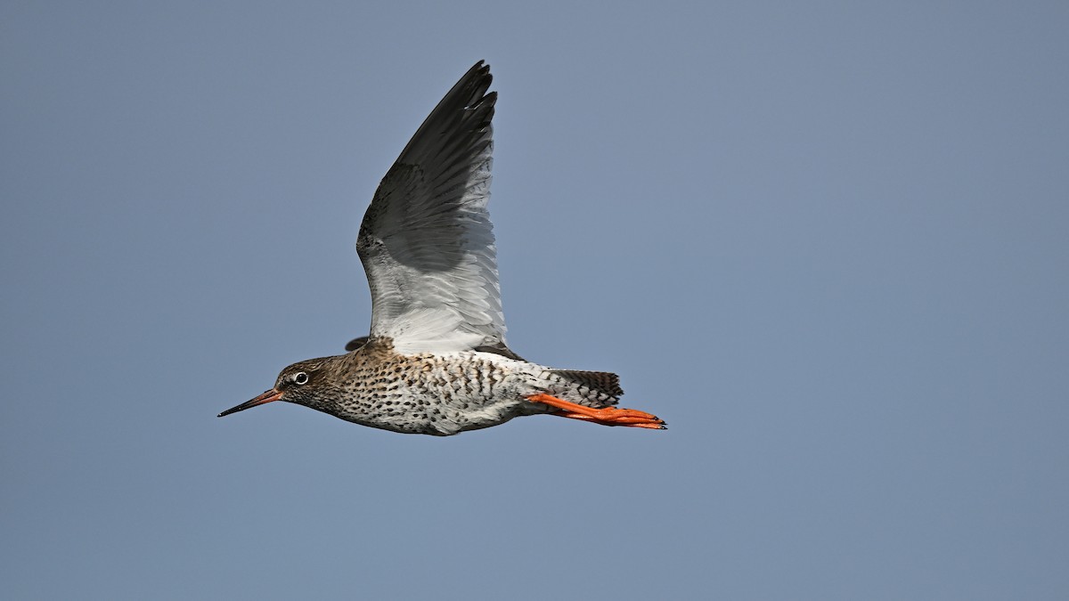 Common Redshank - Soren Bentzen