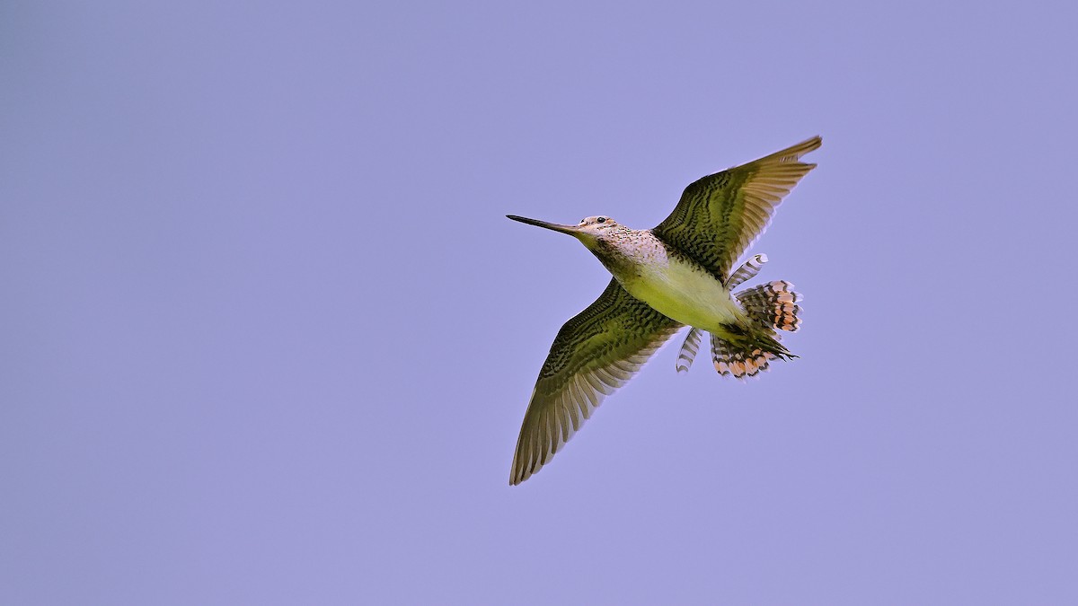 Common Snipe - Soren Bentzen